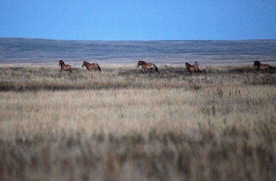 President Vladimitr Putin visits Orenburg Region