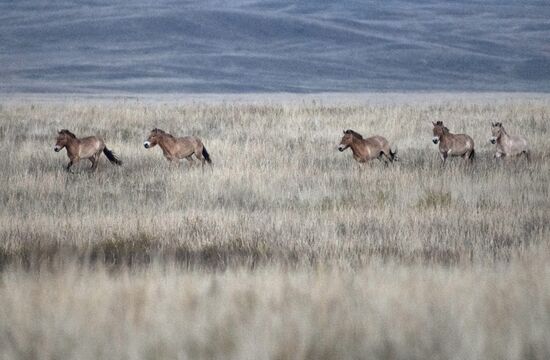 President Putin visits Orenburg Region