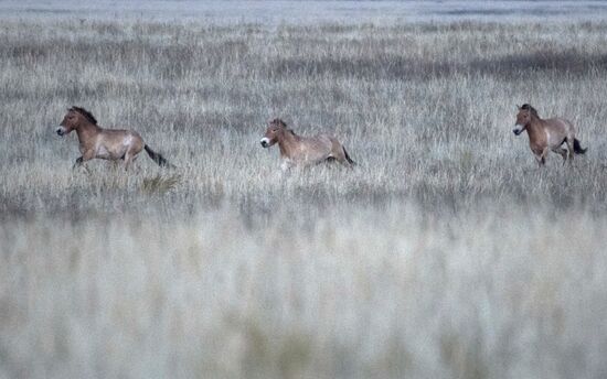 President Putin visits Orenburg Region