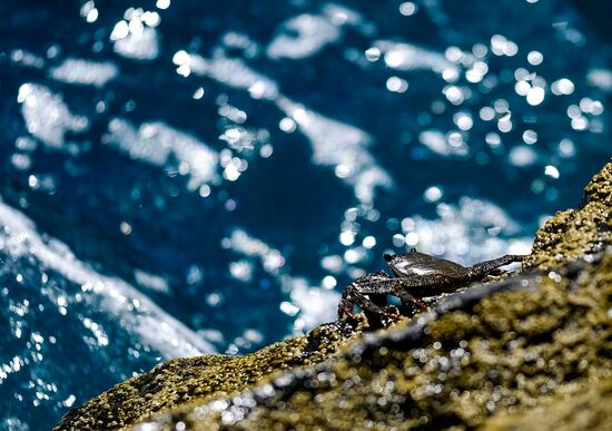 Faial Island