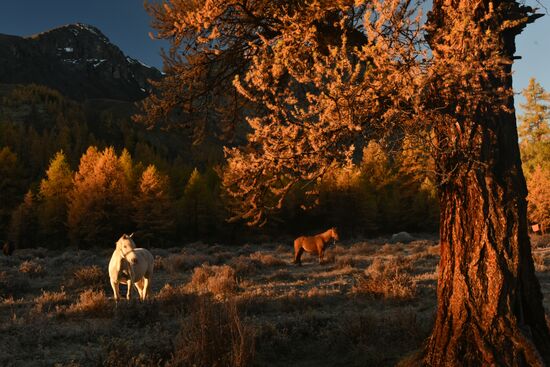 Autumn in the Altai Republic