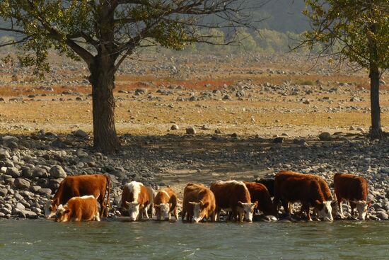 Autumn in the Altai Republic