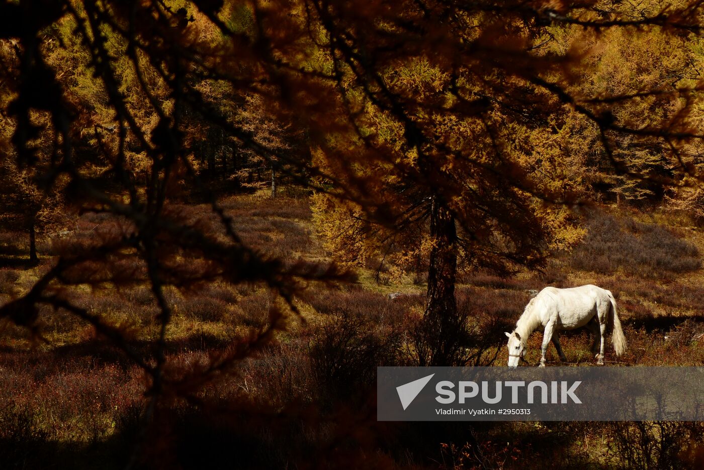 Autumn in the Altai Republic
