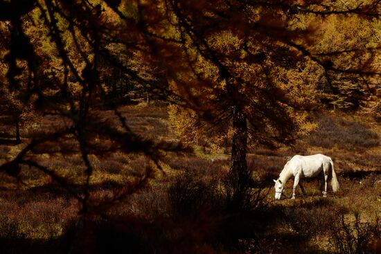 Autumn in the Altai Republic