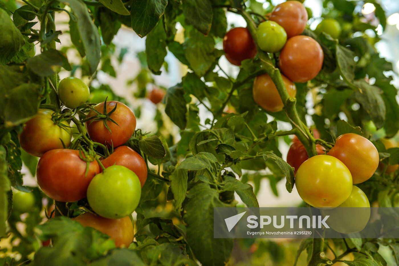 18th Russian Agricultural Exhibition "Golden Autumn"