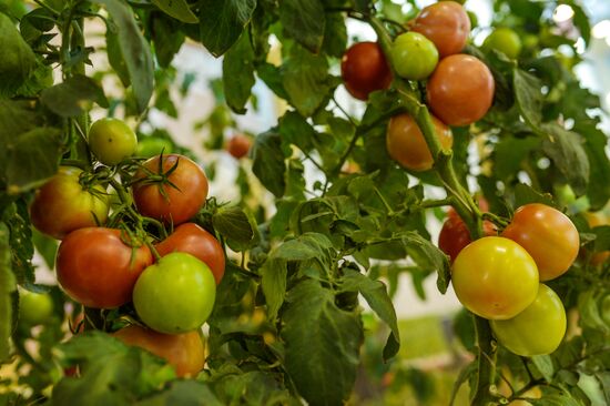 18th Russian Agricultural Exhibition "Golden Autumn"