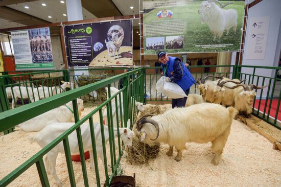 18th Russian Agricultural Exhibition "Golden Autumn"