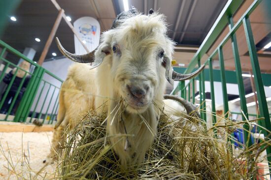 18th Russian Agricultural Exhibition "Golden Autumn"