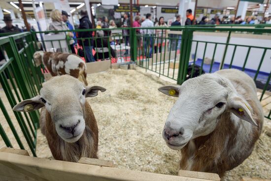 18th Russian Agricultural Exhibition "Golden Autumn"