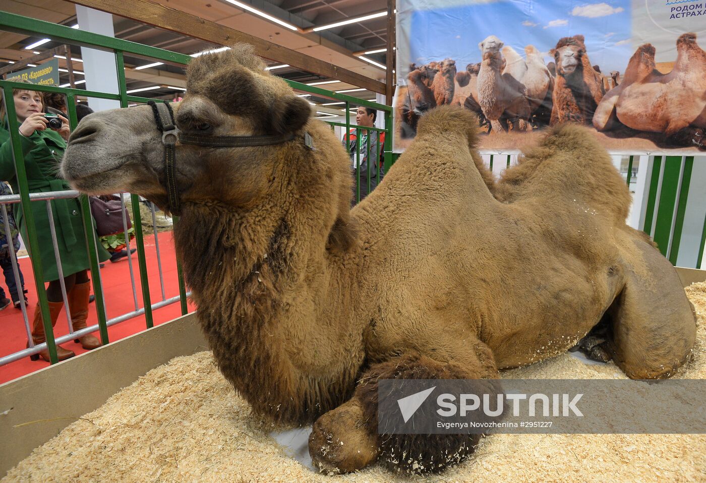 18th Russian Agricultural Exhibition "Golden Autumn"