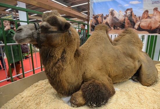 18th Russian Agricultural Exhibition "Golden Autumn"