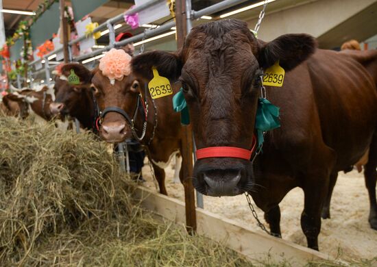 18th Russian Agricultural Exhibition "Golden Autumn"