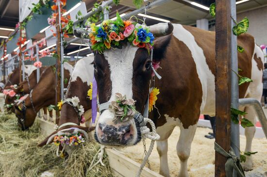 18th Russian Agricultural Exhibition "Golden Autumn"