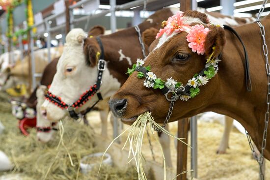 18th Russian Agricultural Exhibition "Golden Autumn"