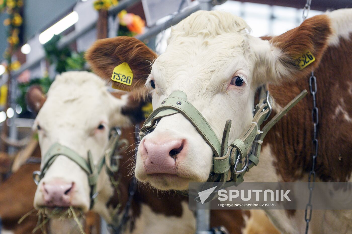 18th Russian Agricultural Exhibition "Golden Autumn"