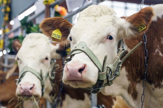18th Russian Agricultural Exhibition "Golden Autumn"