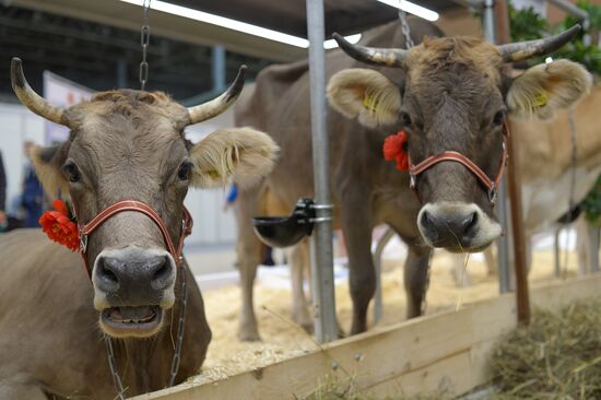 18th Russian Agricultural Exhibition "Golden Autumn"