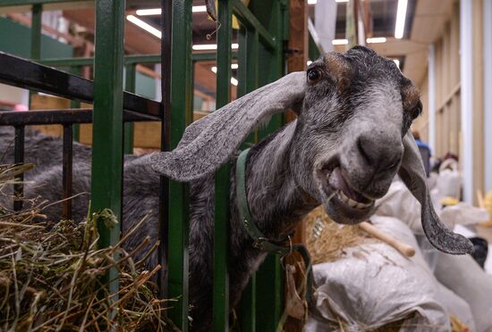 18th Russian Agricultural Exhibition "Golden Autumn"