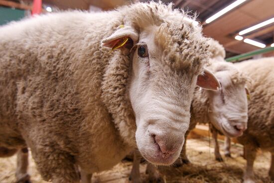 18th Russian Agricultural Exhibition "Golden Autumn"