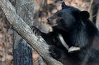 Himalayan black bears in the Primorye Safari Park
