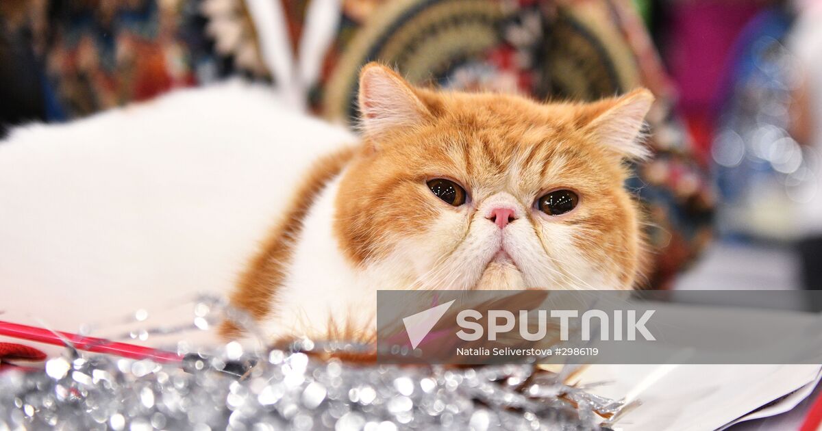 Royal canin exotic shorthair 2025