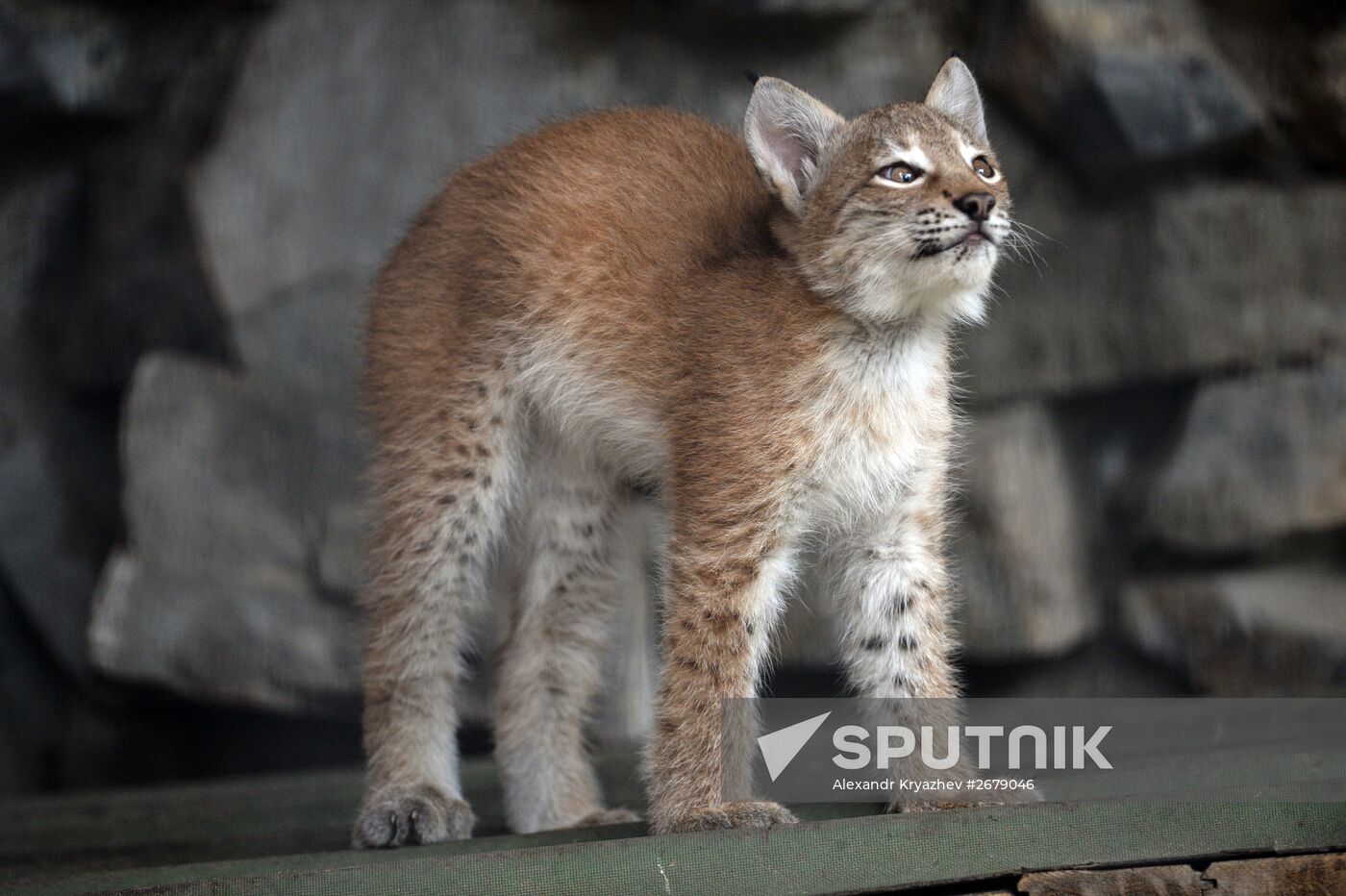 Domestic lynx sale