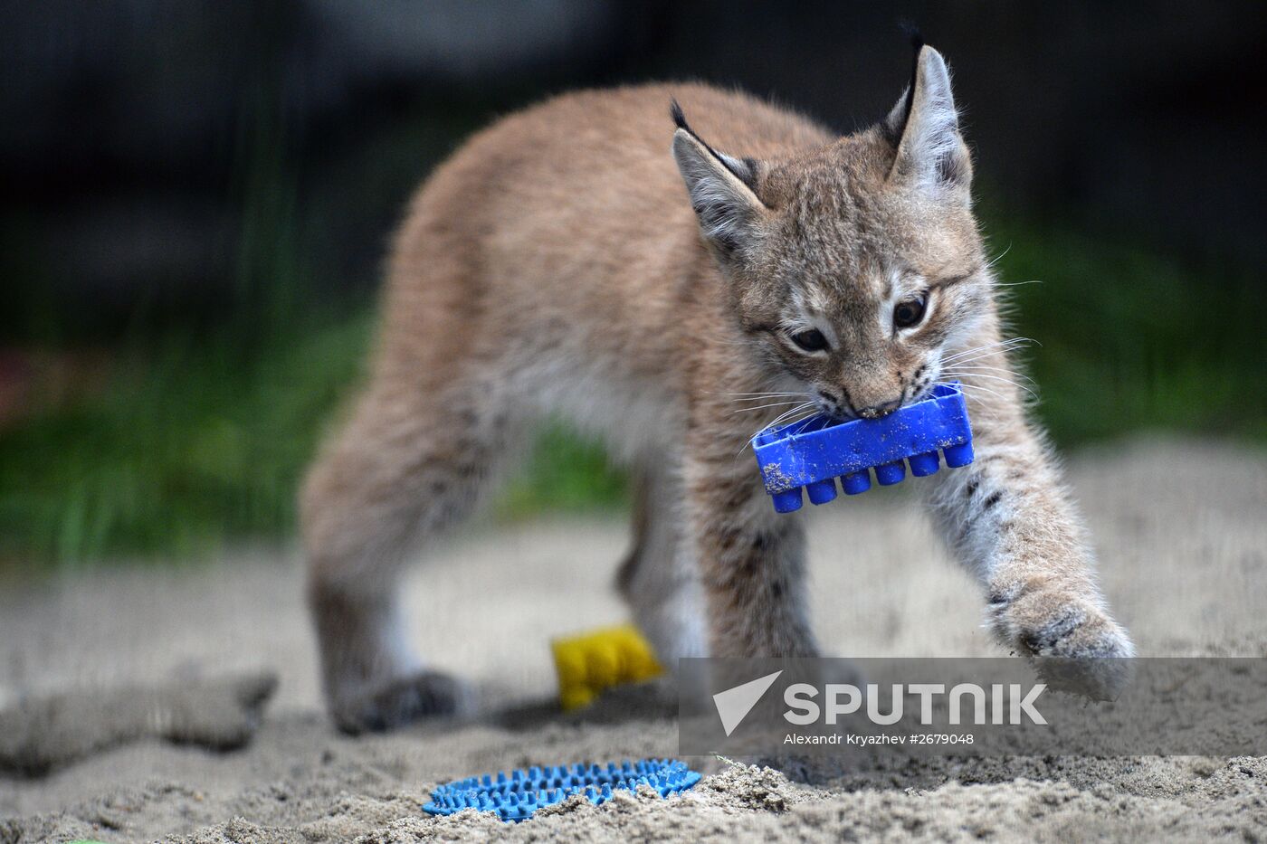Domestic cat nurses lynx kitten in Novosibirsk Zoo Sputnik Mediabank