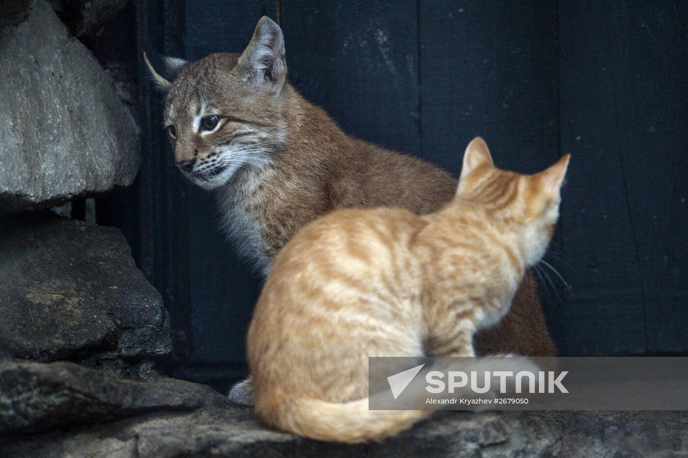 Domestic lynx kitten 2025