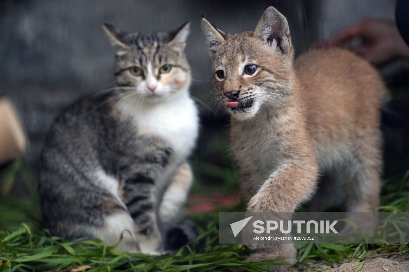 Domestic 2025 lynx kitten