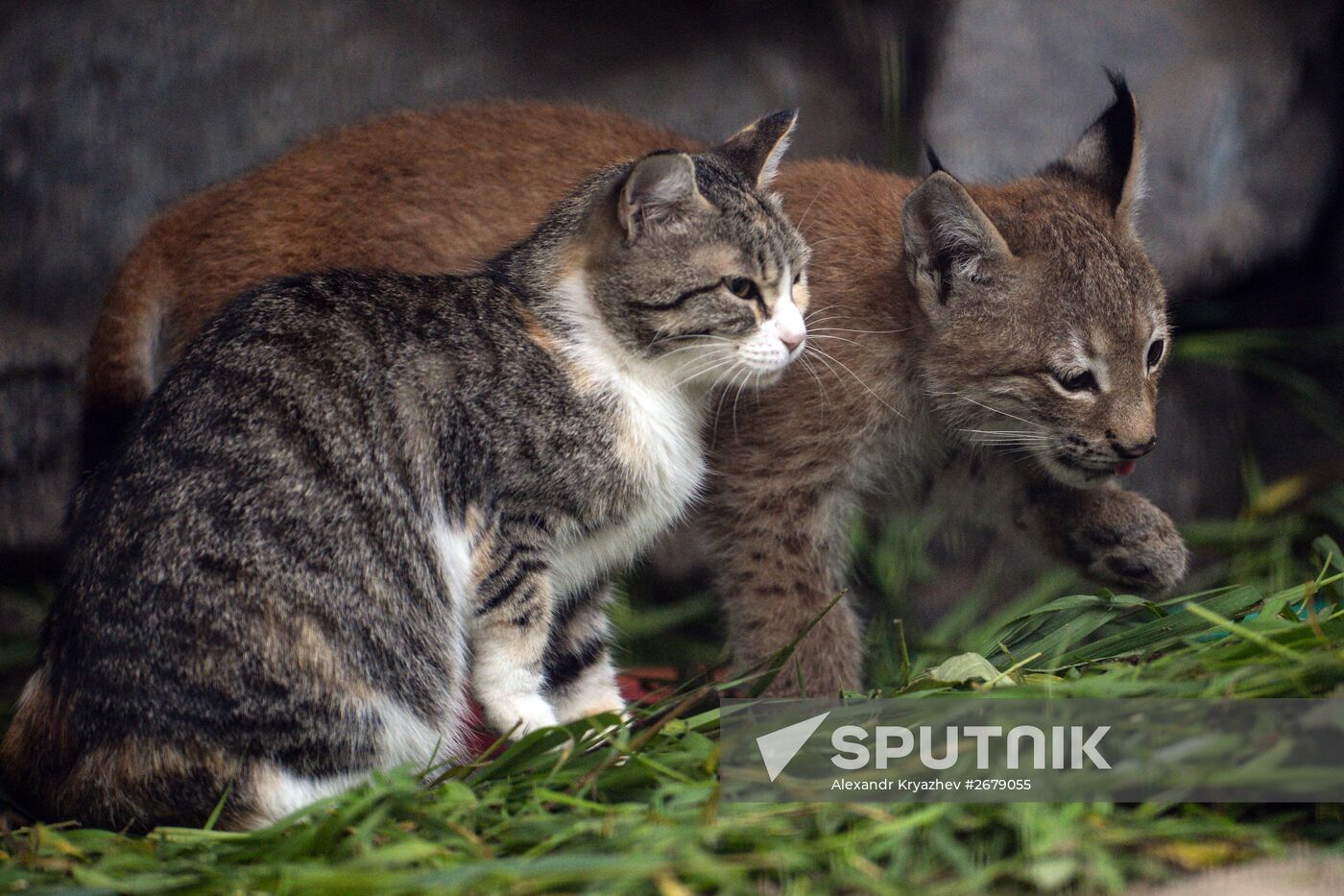 Domestic lynx outlet
