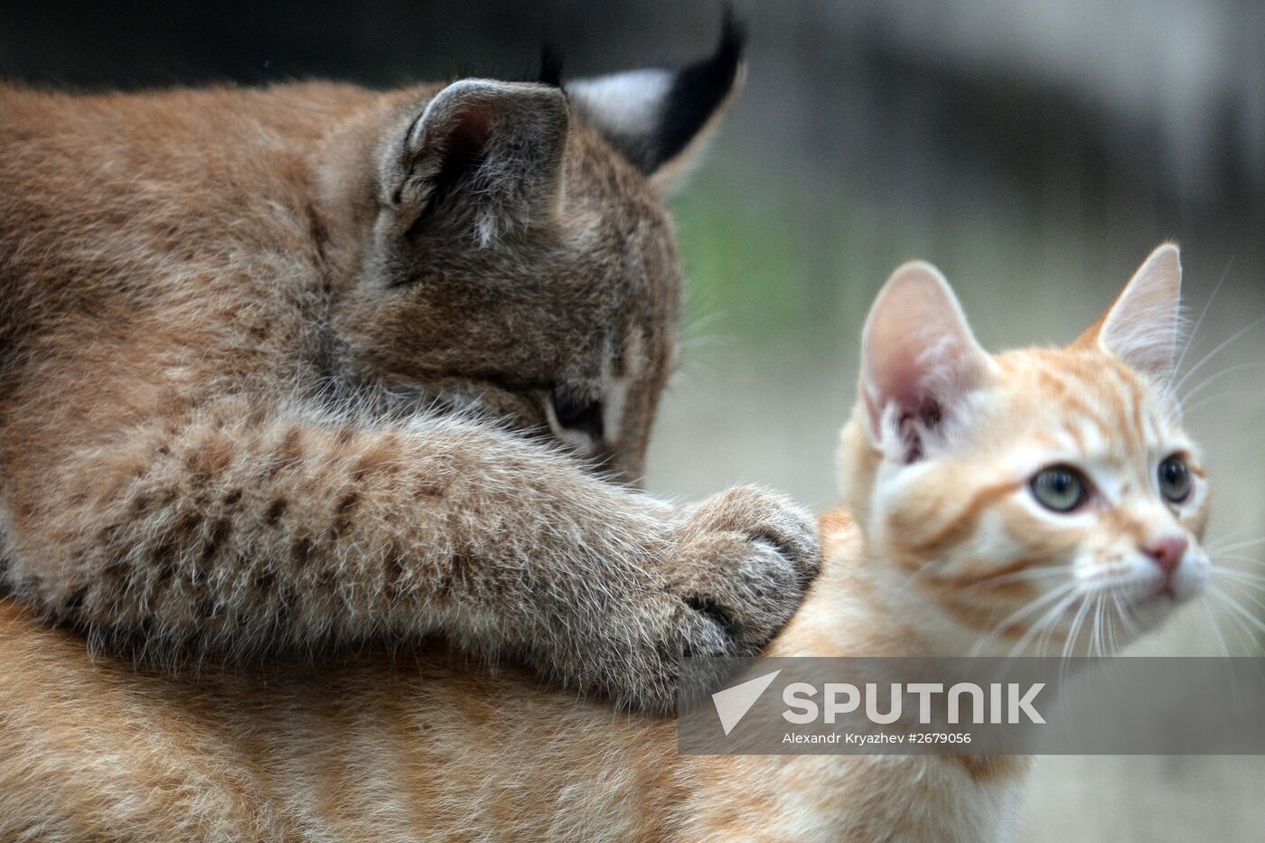 Domestic shop lynx kitten