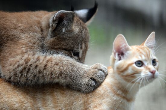 Lynx and cheap house cat