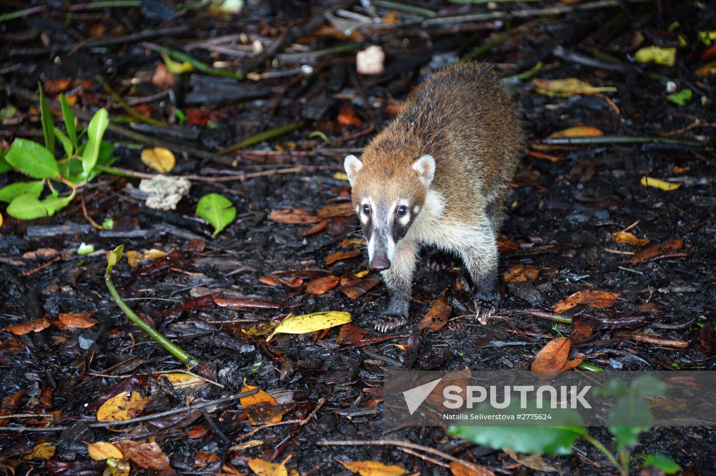 Coatimundi Sputnik Mediabank