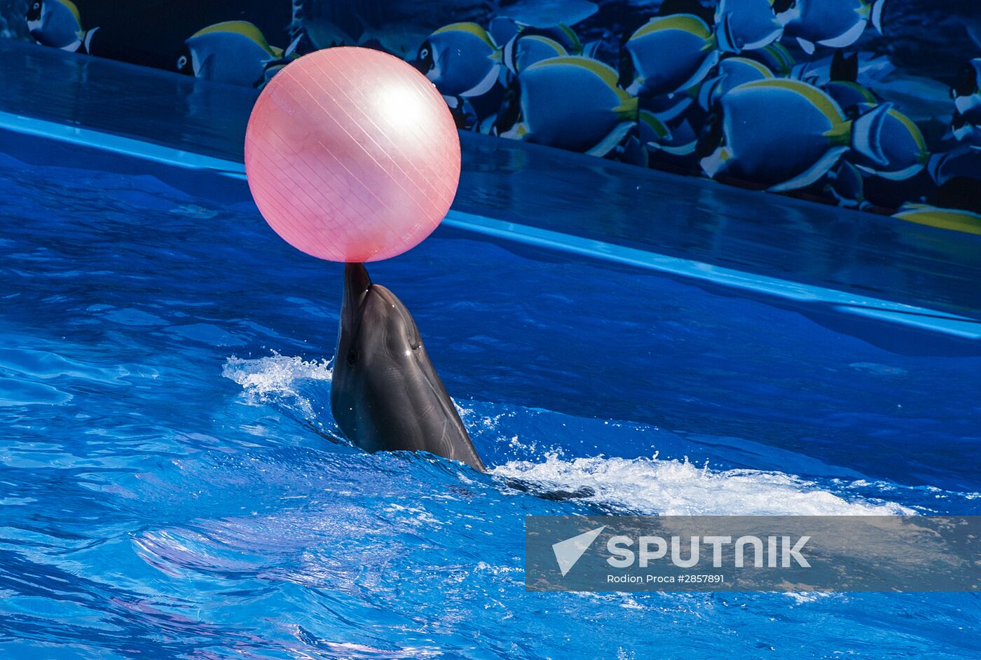 First Delphinarium opens in Chisinau | Sputnik Mediabank