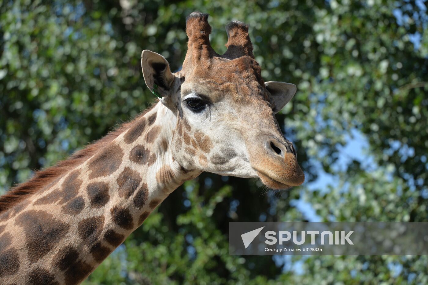 Taigan safari park in Crimea