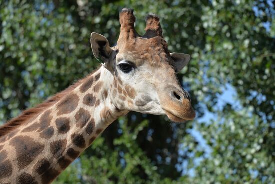Taigan safari park in Crimea