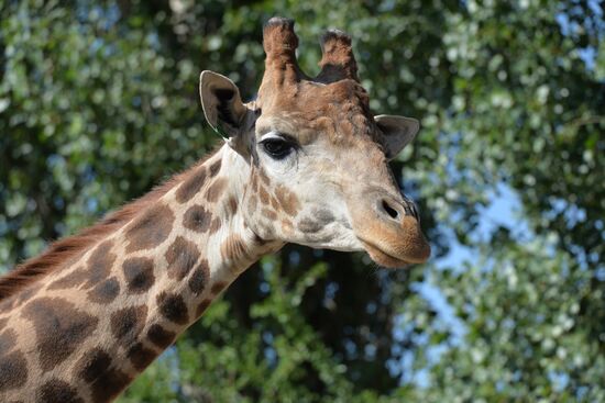 Taigan safari park in Crimea
