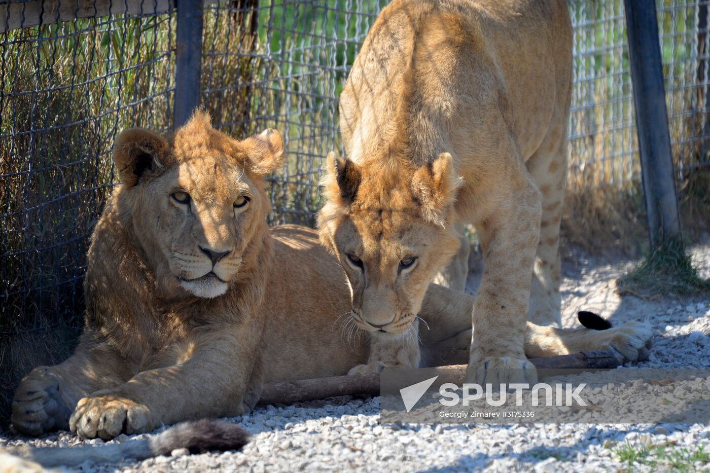 Taigan safari park in Crimea