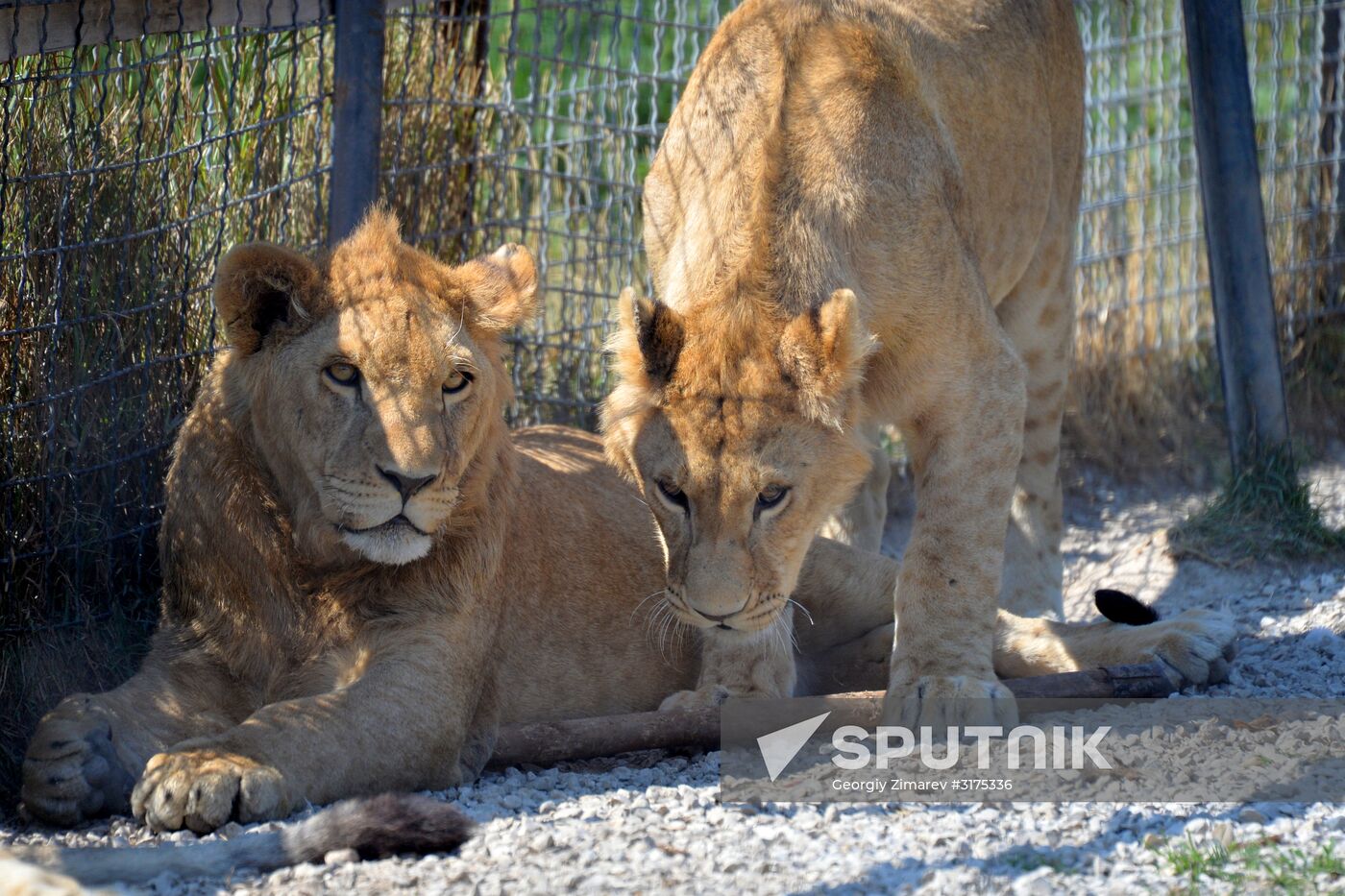 Taigan safari park in Crimea