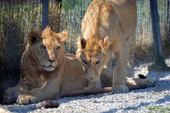 Taigan safari park in Crimea