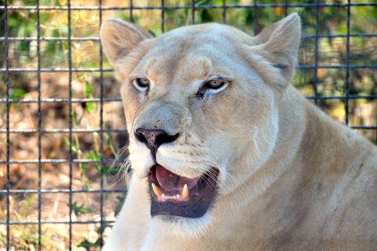 Taigan safari park in Crimea
