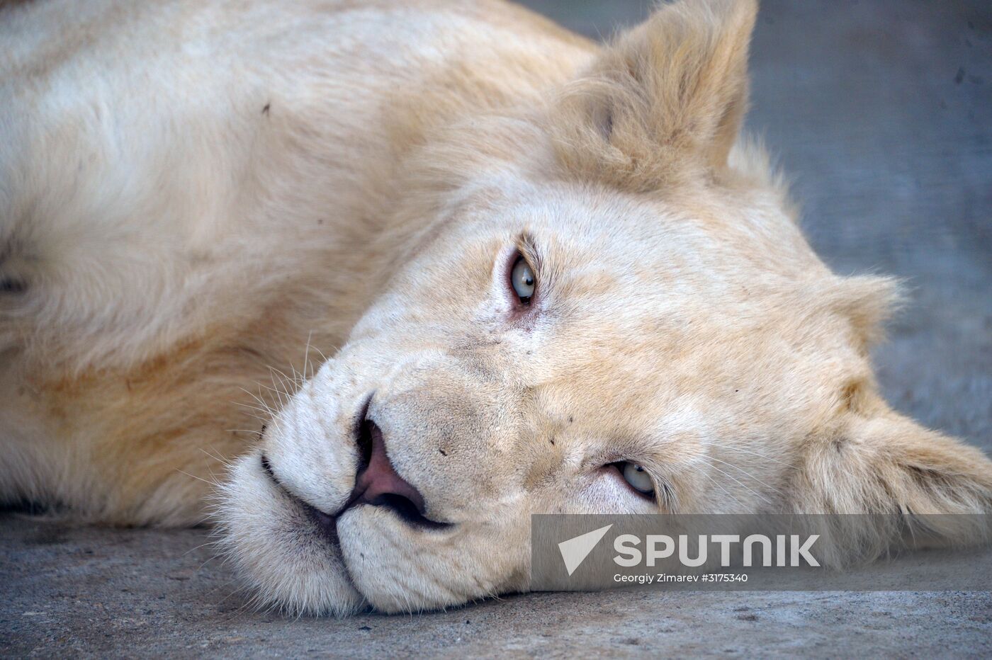 Taigan safari park in Crimea