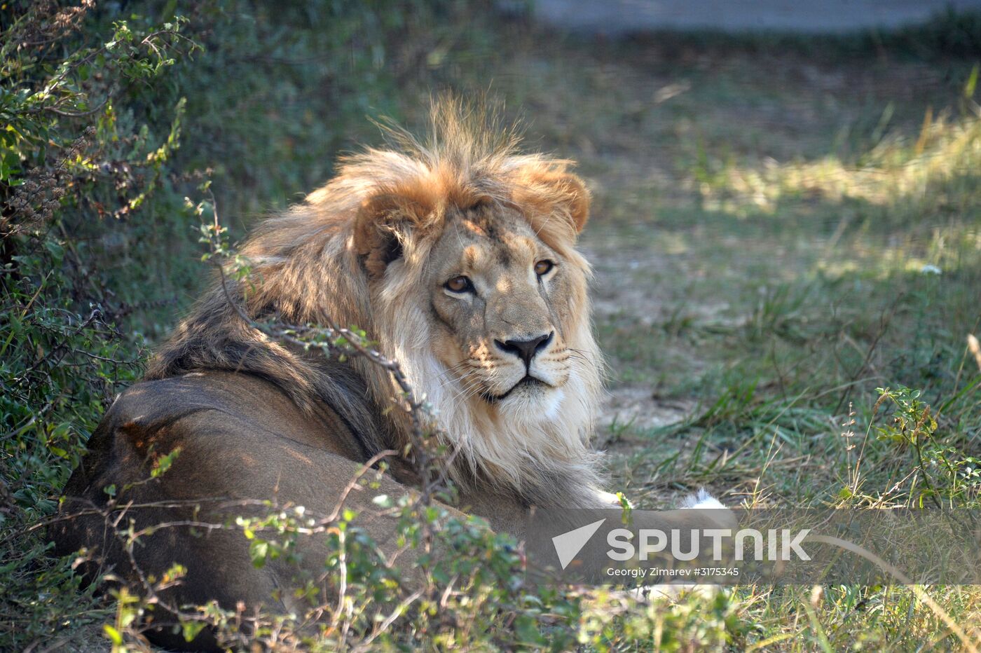 Taigan safari park in Crimea