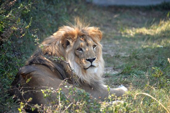 Taigan safari park in Crimea
