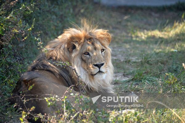 Taigan safari park in Crimea