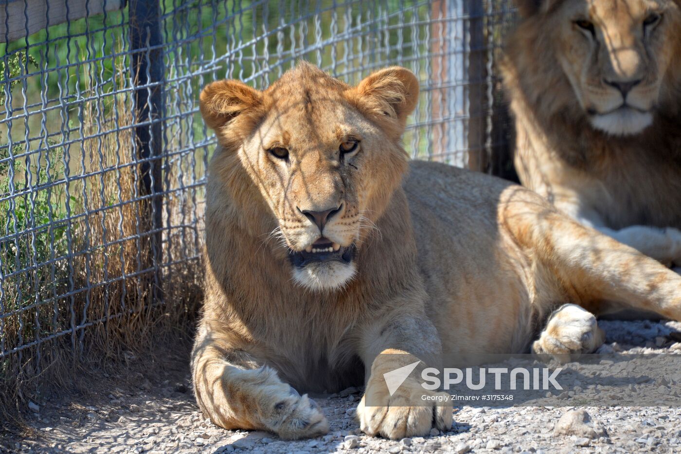 Taigan safari park in Crimea