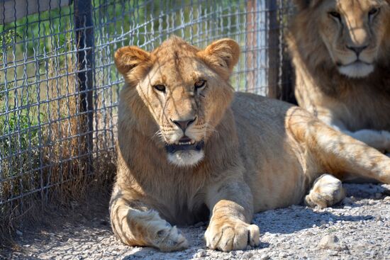 Taigan safari park in Crimea