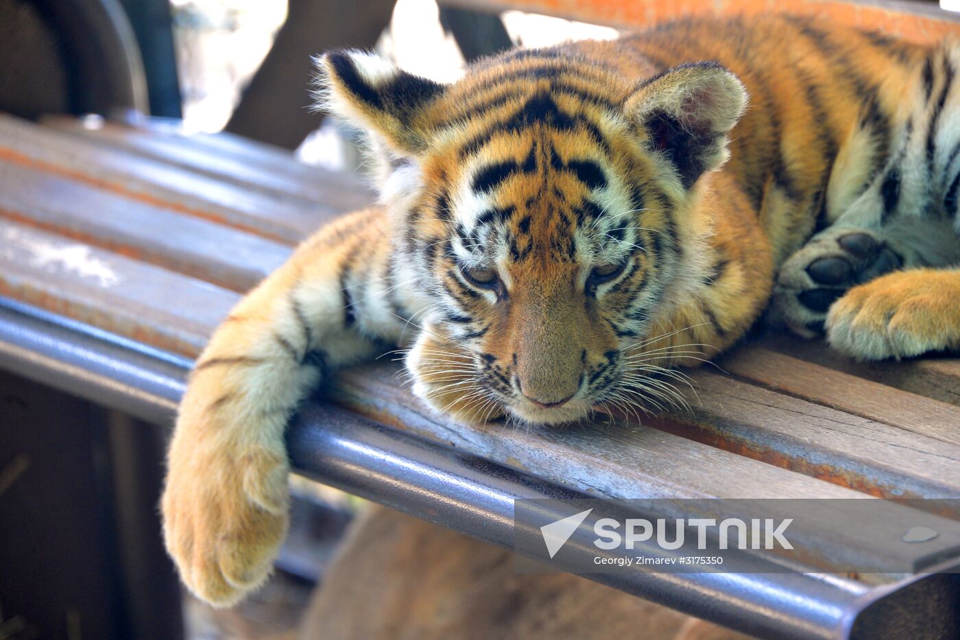 Taigan safari park in Crimea