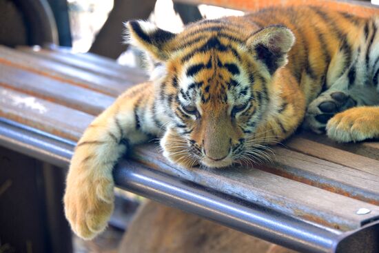 Taigan safari park in Crimea