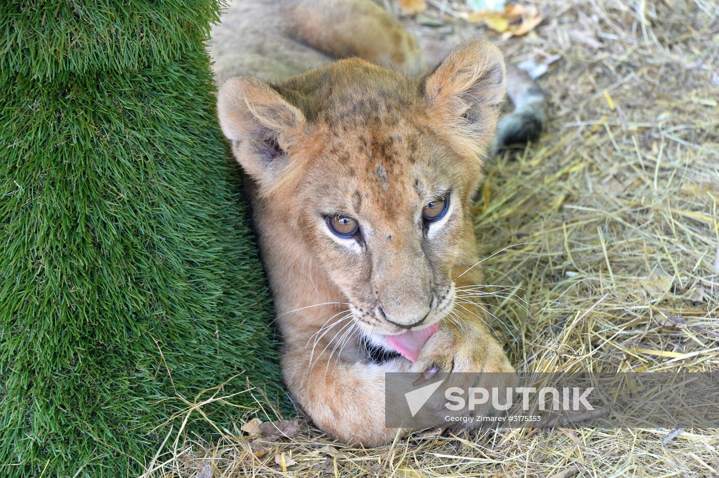 Taigan safari park in Crimea